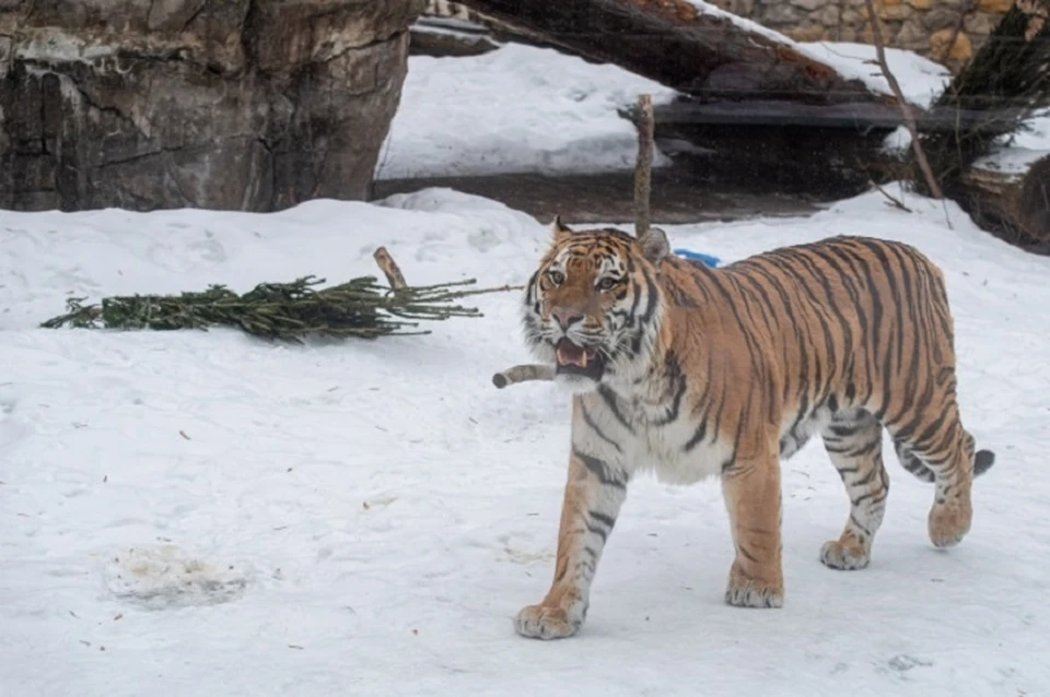 Каждую ночь новая жертва: тигр убивает собак в поселке под Хабаровском