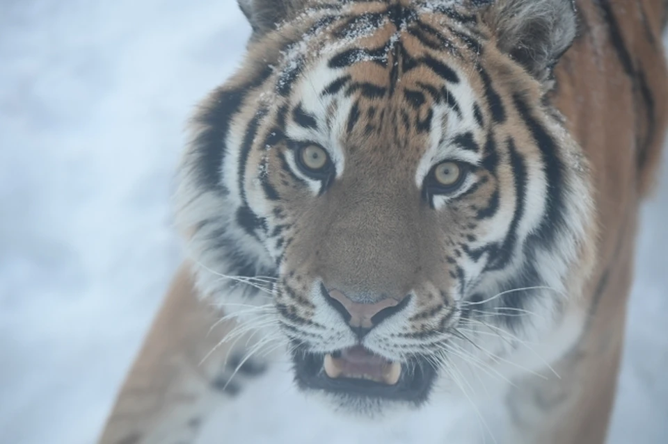 В зоопарке Ростова-на-Дону тигр отметил свой 11-й день рождения