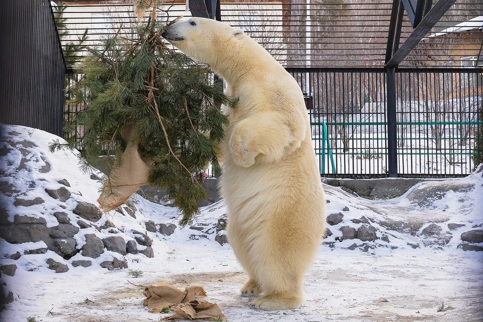 Первым новогодние подарки получил самый молодой белый медведь парка – Ермак. Фото: "Роев ручей"