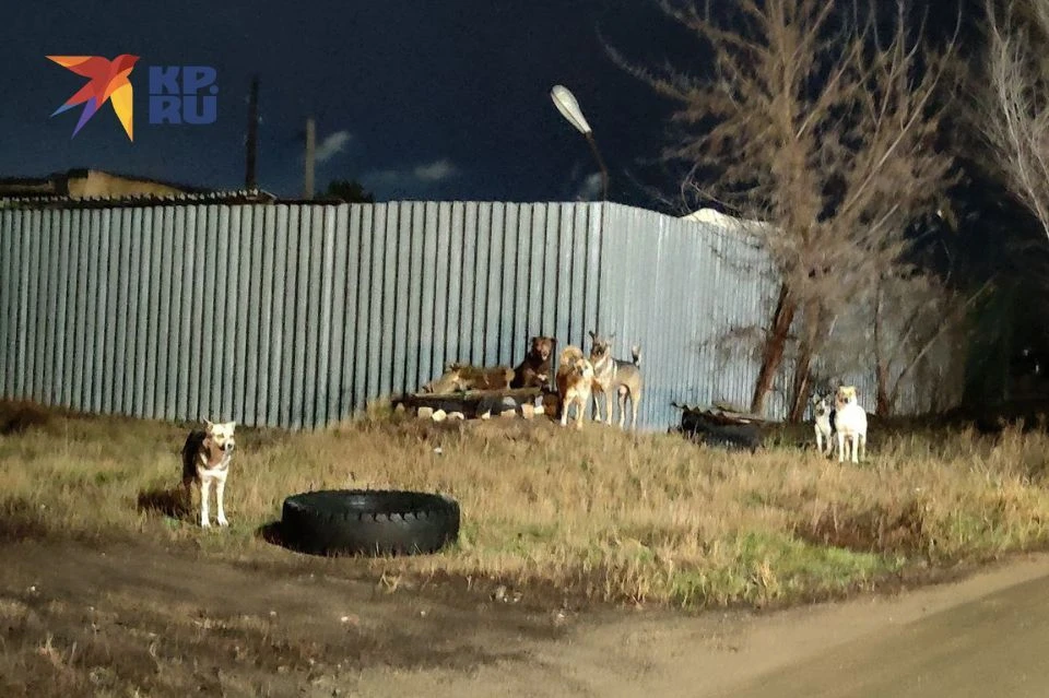 Стая собак сегодня собралась в Оренбурге была замечена рядом с новым парком, куда недавно приезжал мэр города Сергей Салмин