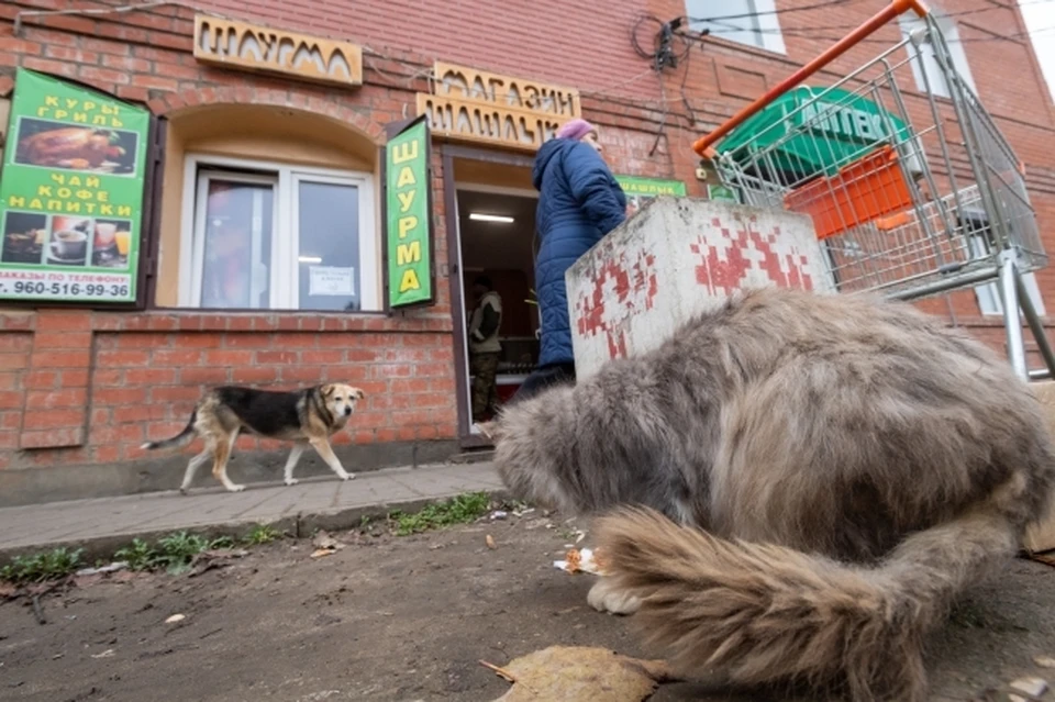 В Ростове пятеро усатых держали в страхе пса