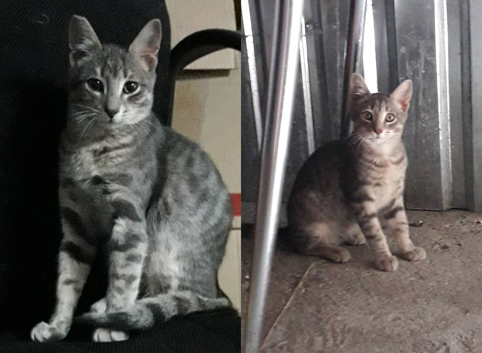 Молодой кот ищет дом. Фото: ТГ-канал Михаила Развожаева