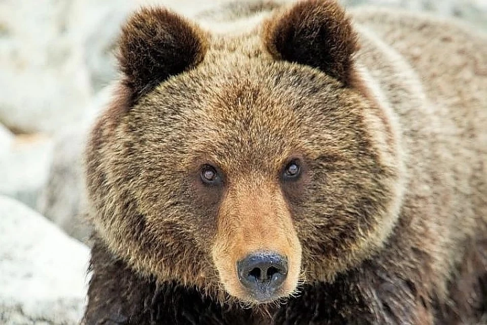 В Коми потревоженная медведица напала на четырёх лесозаготовщиков.