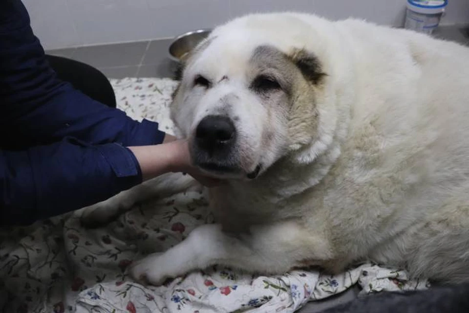Стокилограммовый пес Кругетс в Нижнем Новгороде похудел до 67 килограмм. Фото: Предоставлено фондом «Сострадание НН».
