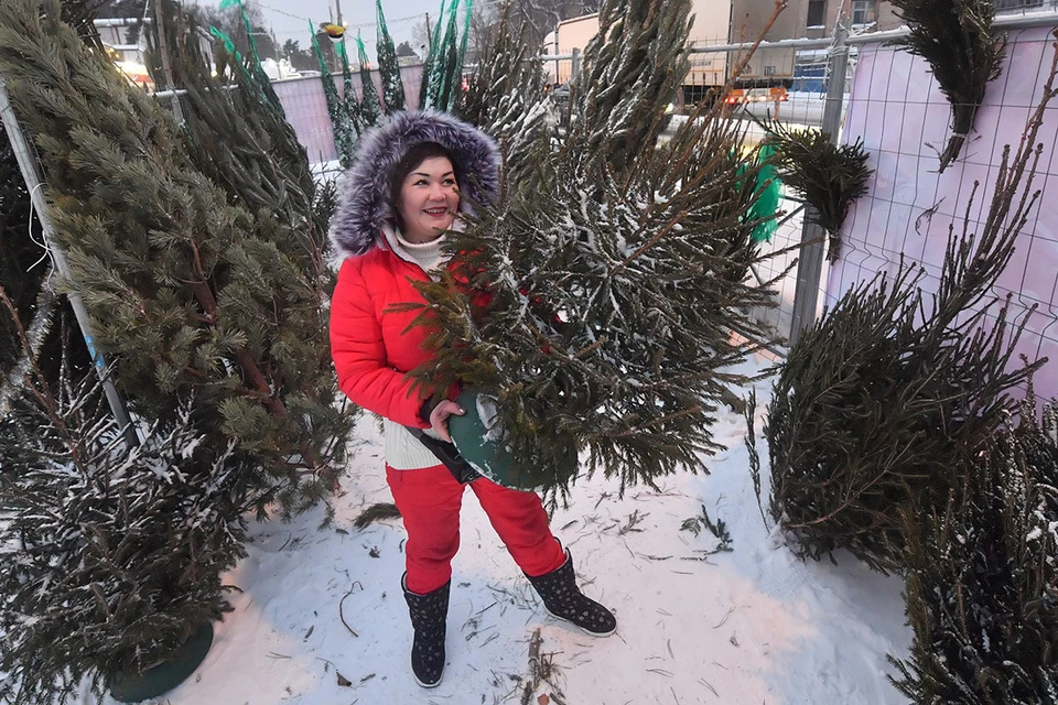 Только 11% россиян в этом году планируют поставить дома живую елку