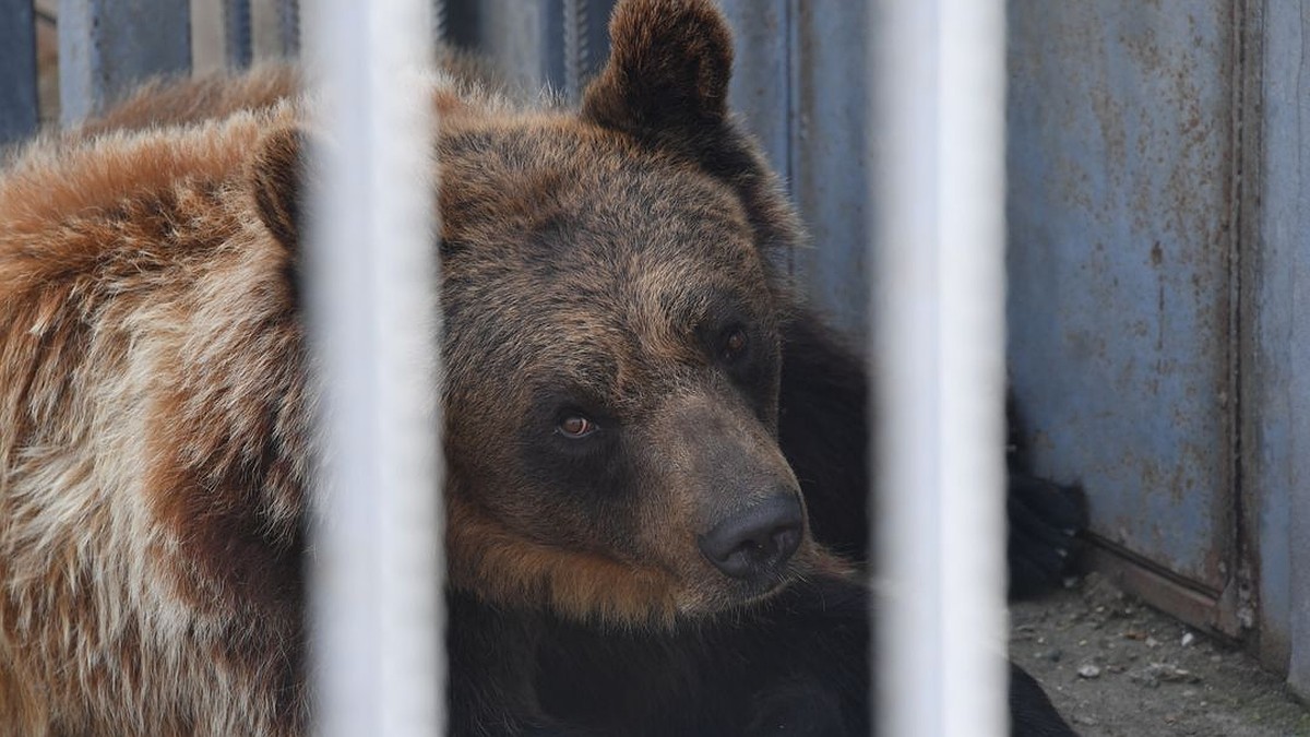 Брошенные циркачами медведи из Новосибирска нашли постоянный дом - KP.RU