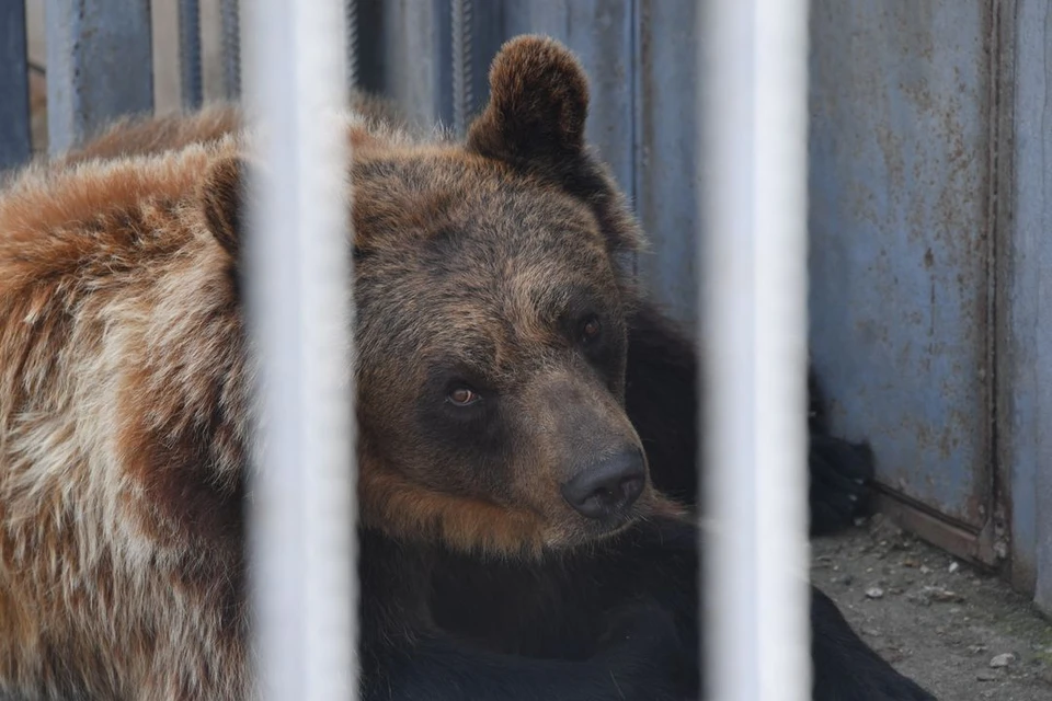 Брошенные циркачами медведи из Новосибирска нашли постоянный дом.