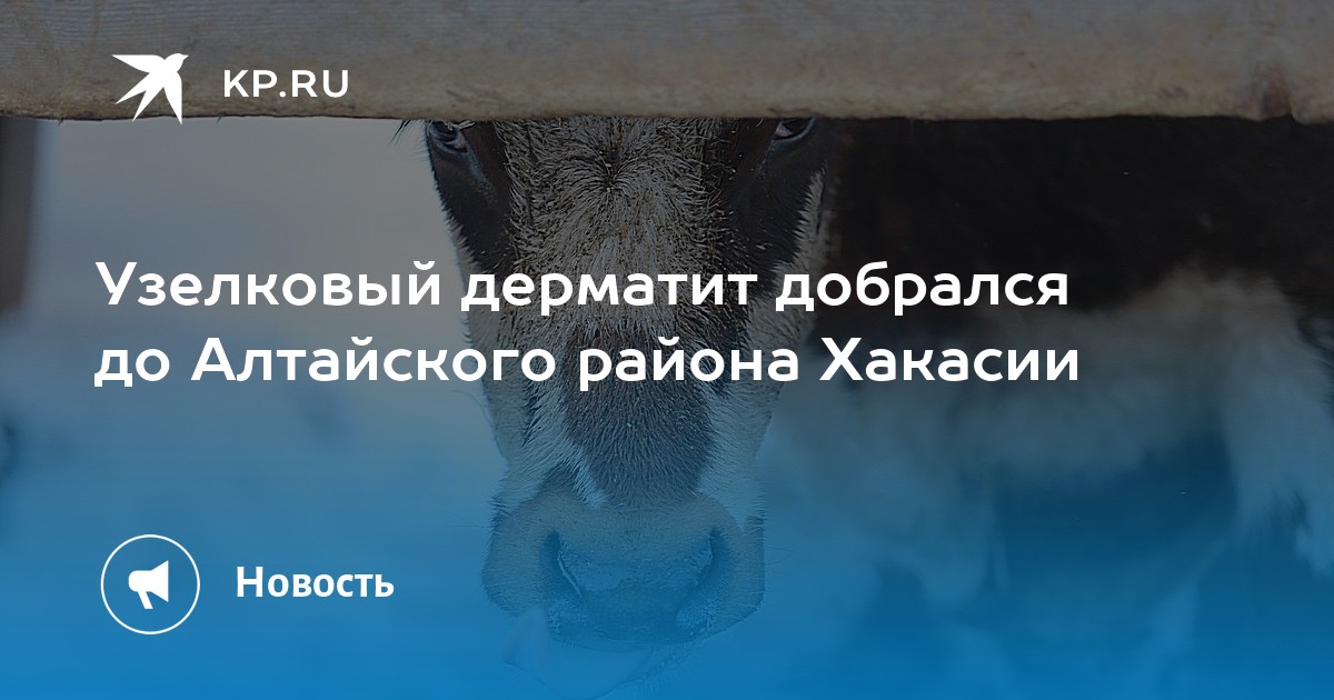 Узелковый дерматит в хакасии последние новости