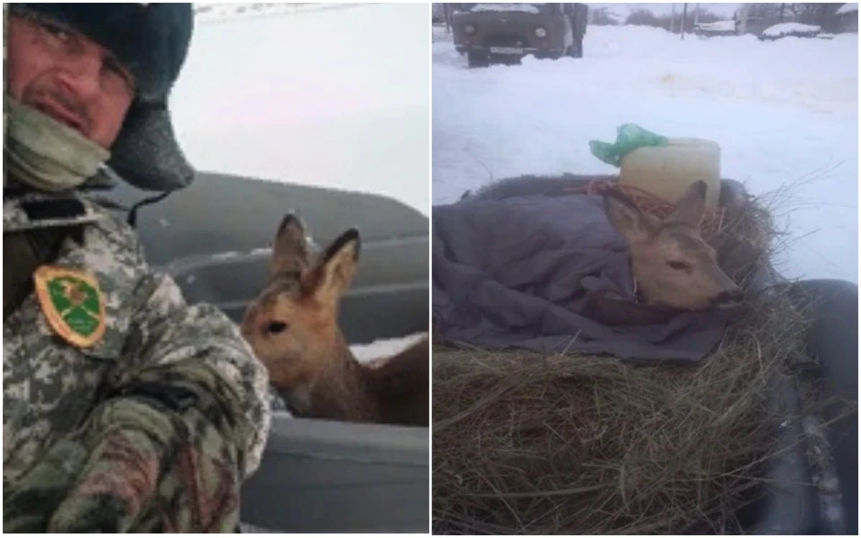 Операция по спасению косуленка, повредившего при миграции ноги, прошла успешно / Фото: ГБУ СО "Волжское ГООХ"