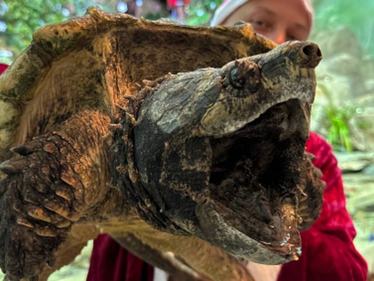 Недавно во двор залезла черепаха... Наталья Шпырькова