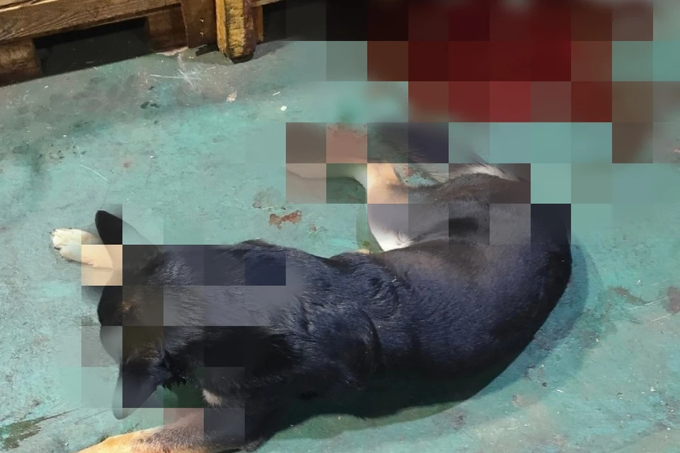 Фото: Фонд помощи бездомным животным «Право на жизнь» в Ноябрьске