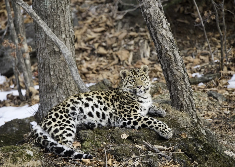 Один из подопечных "Земли леопарда". Фото: Николай Зиновьев/НП "Земля леопарда"