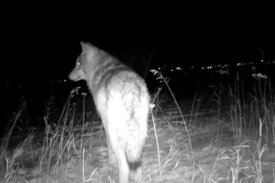 В Братском районе заметили волка вблизи поселка Прибойный. Фото: Александр Дубровин