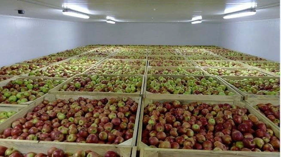 В декабре 2023 года из страны экспортировано всего 7,5 тыс. тонн яблок