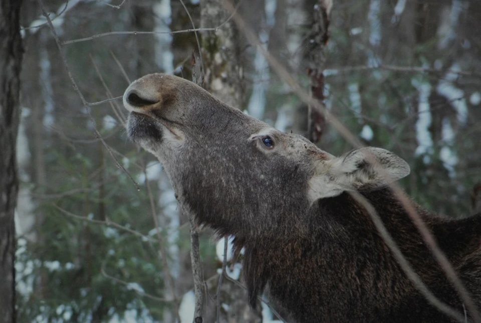 наказание в виде штрафа назначается. вира как разновидность штрафа выплачивалась. вира как разновидность штрафа выплачивалась. вира как разновидность штрафа выплачивалась. штрафы в русской правде.