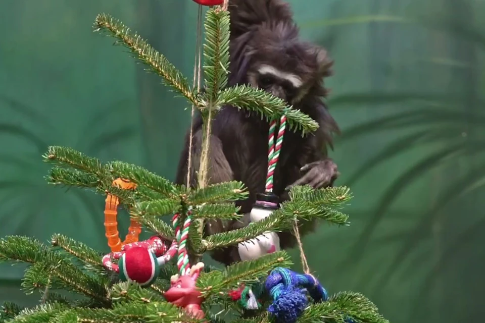 Более 4 тысяч человек принесли подарки животным из Московского зоопарка Фото: стоп-кадр из видео