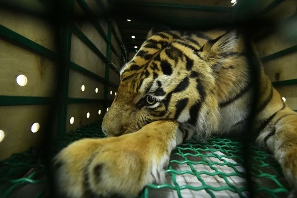 В Хабаровского крае поймали еще одного конфликтного тигра