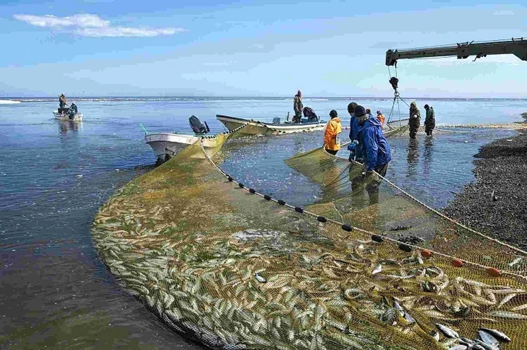 Правильный опыт - инвестиции в будущее: рыболовецкий колхоз имени Ленина наращивает производство