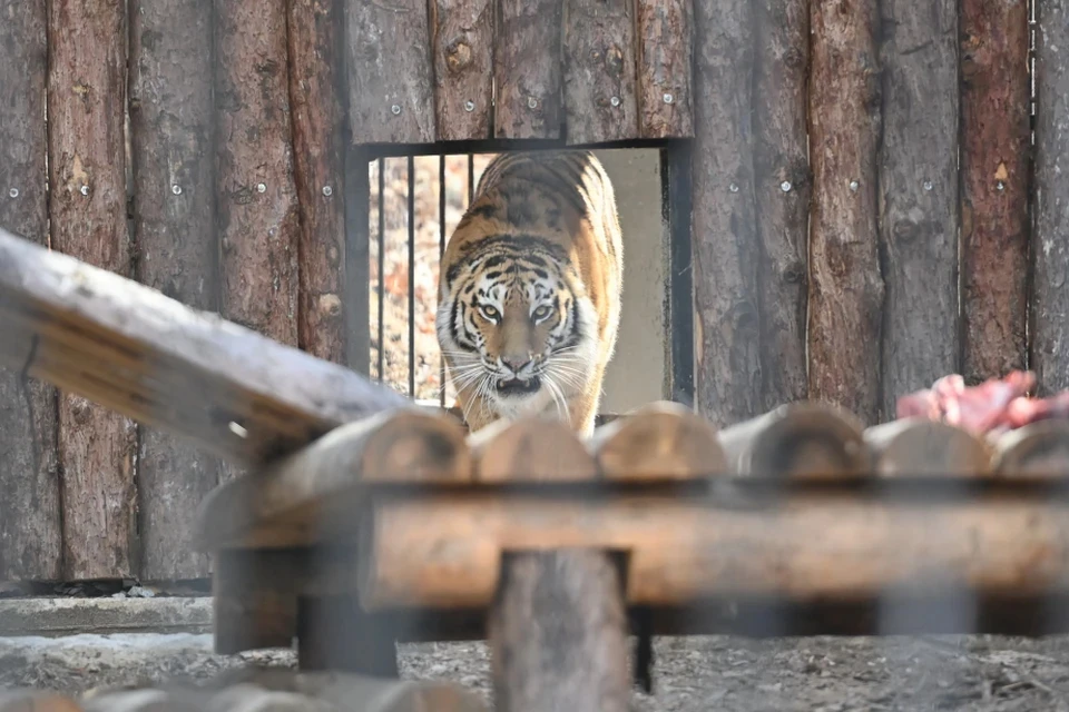 В Хабаровском крае станет на одного конфликтного амурского тигра меньше