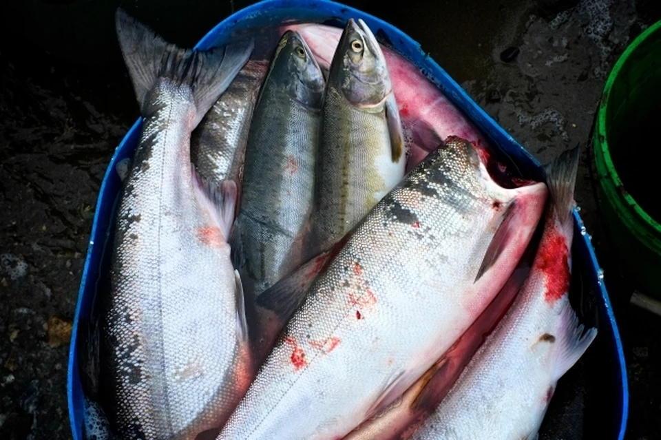 В два раза больше рыбы стали отправлять из Хабаровского края и ЕАО в Китай