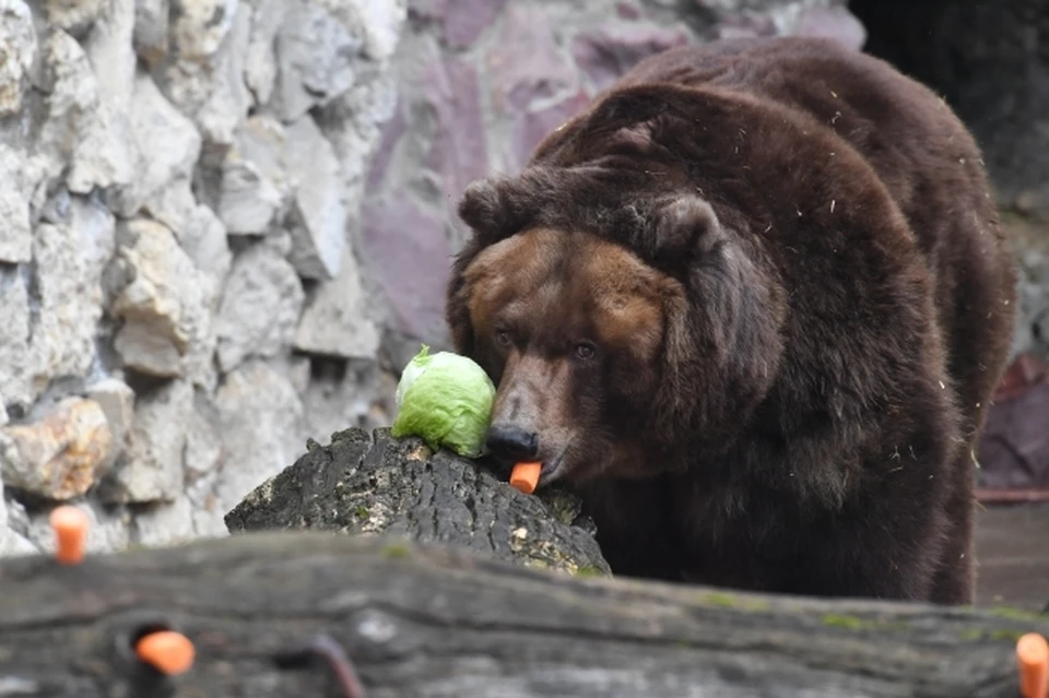 Медведь Балу, живущий в кафе в Вяземском районе, смертельно ранил мужчину