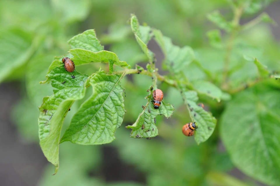 Разработанный в Томске препарат может использоваться против колорадского жука и других вредителей