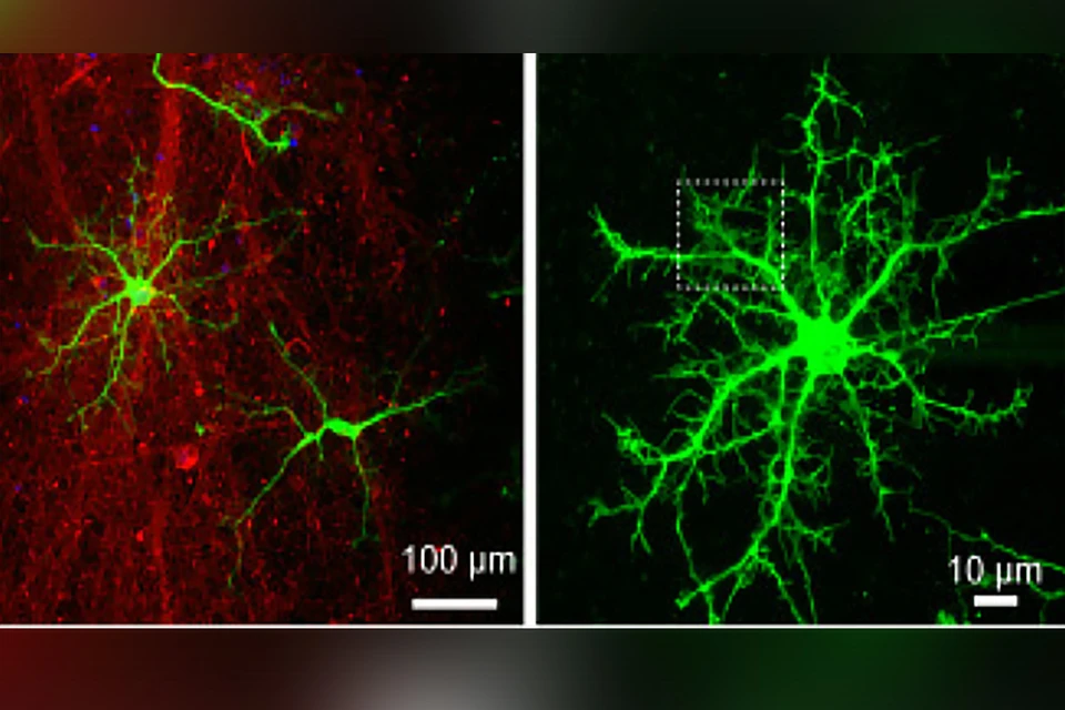 Напечатанные нейроны образуют связи друг с другом и сигналят — словно бы думают. Или что-то запоминают.