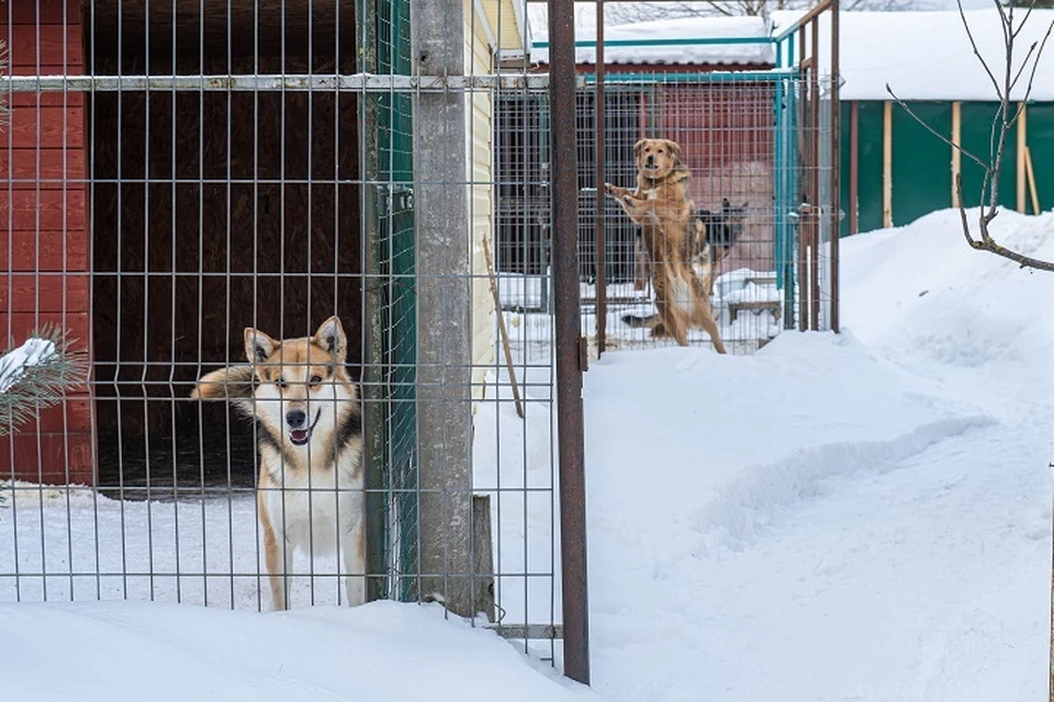 Первые постояльцы скоро появятся в Хабаровском приюте для бездомных собак