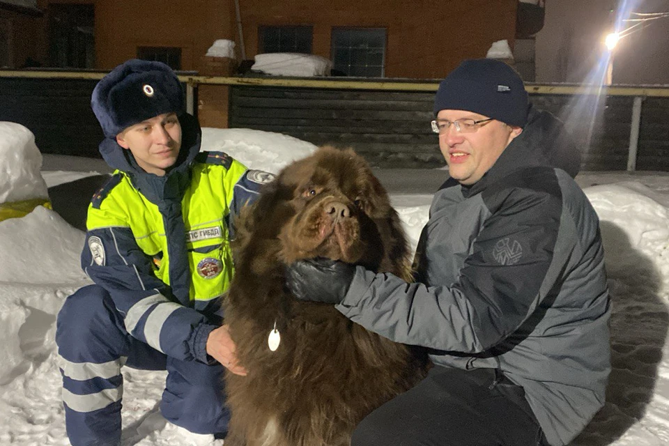 В Кемерове полицейские вернули хозяину двух собак, отправившихся на приключения.