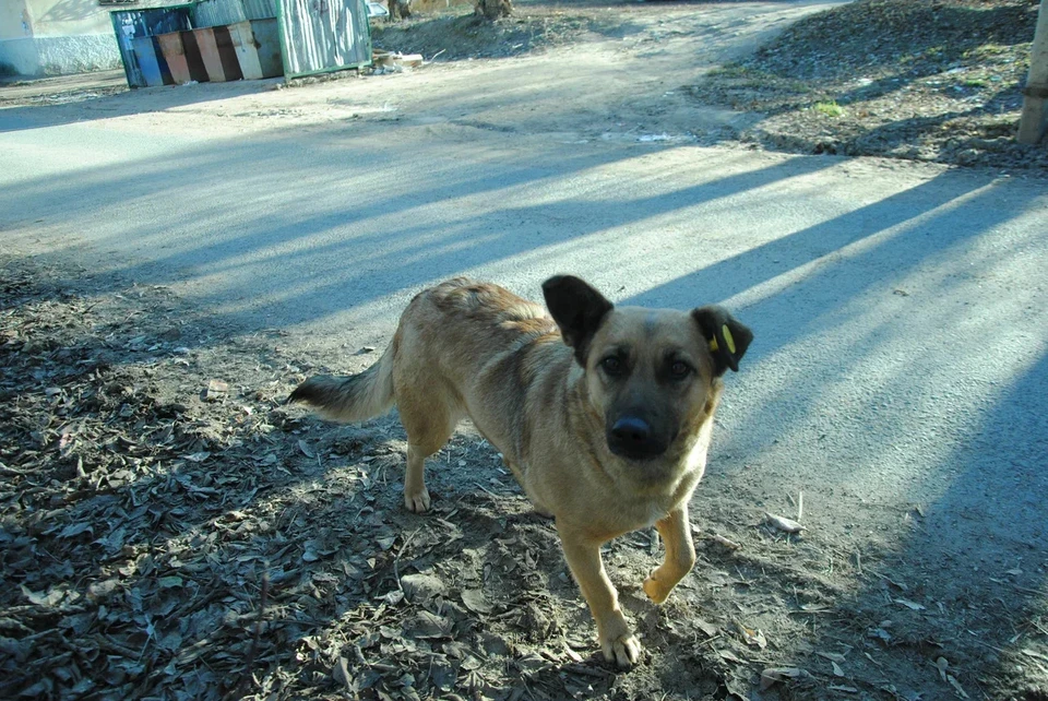 Василий Шмарин отметил, что депутаты возможно примут закон хотя бы на первом этапе самых агрессивных собак умерщвлять.