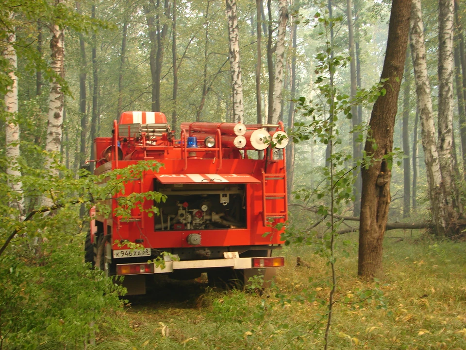 Леса хотят обезопасить от пожаров