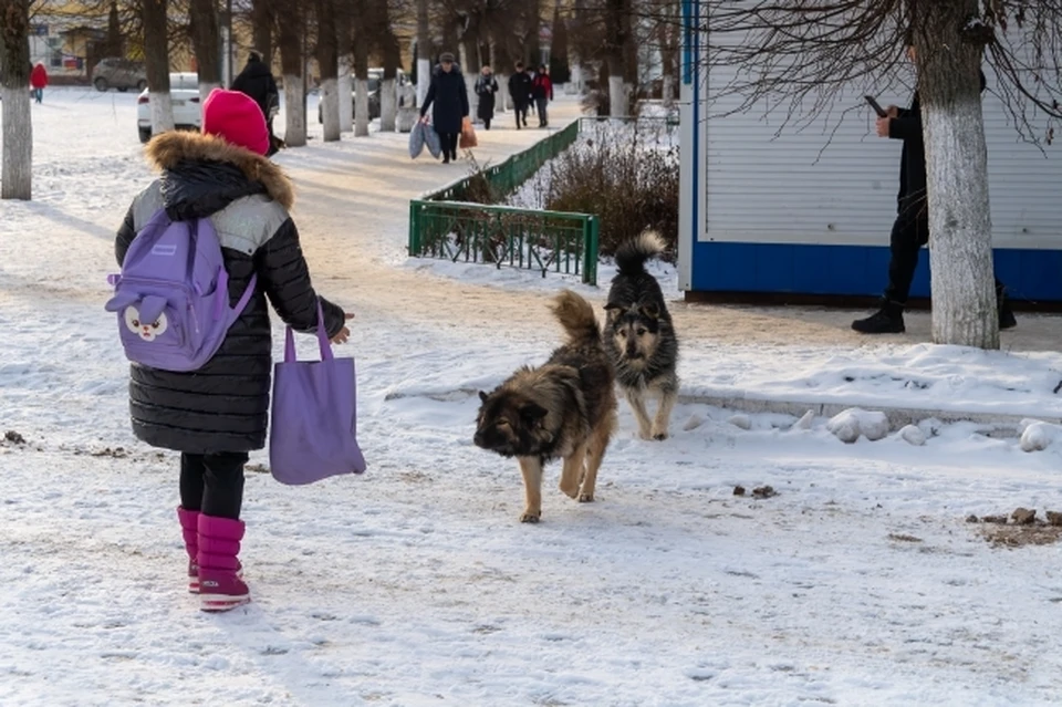 Неизвестные расстреляли двух домашних собак.