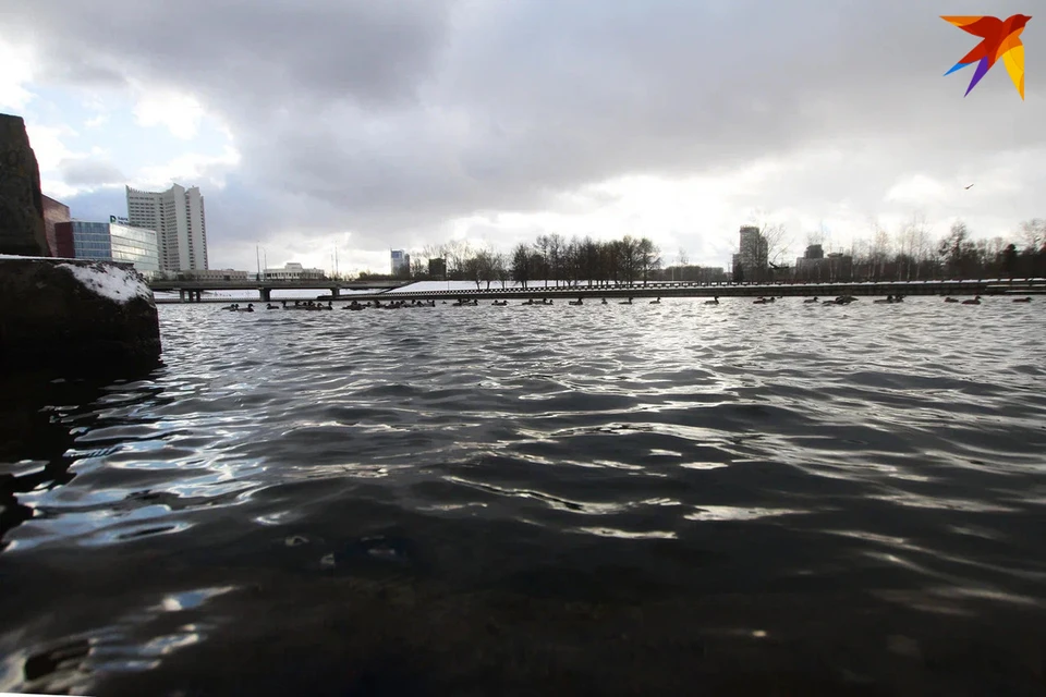 В Минске на водохранилище Дрозды сотрудники ОСВОД спасли собаку с плавающей льдины. Снимок носит иллюстративный характер.