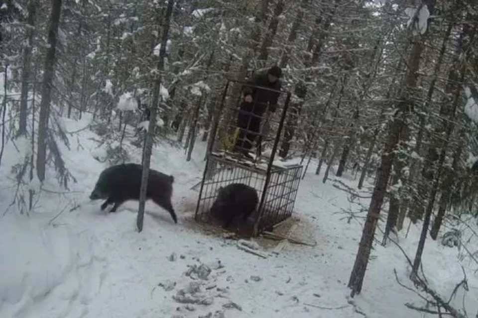 В лесу Иркутской области нашли капкан и клетку с четырьмя кабанами. Фото: Охотнадзор Иркутской области