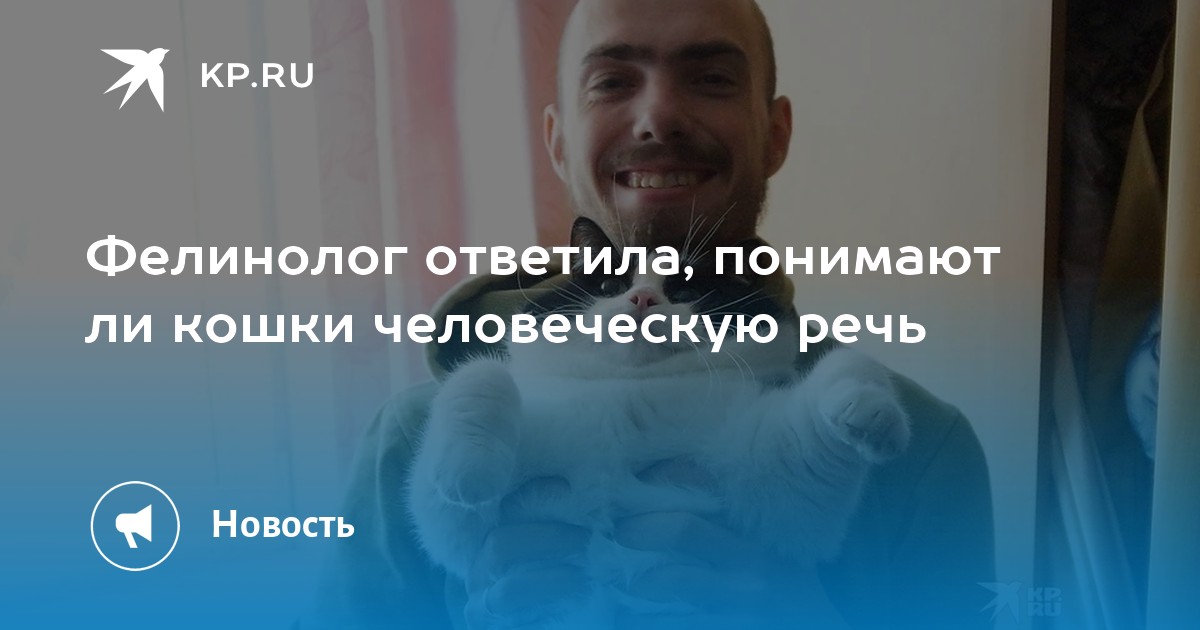 Фелинолог ответила, понимают ли кошки человеческую речь - KP.RU