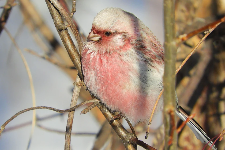 Нежно-розовых птиц заметили в районе Снежинска. Фото: Татьяна Иванушкова.