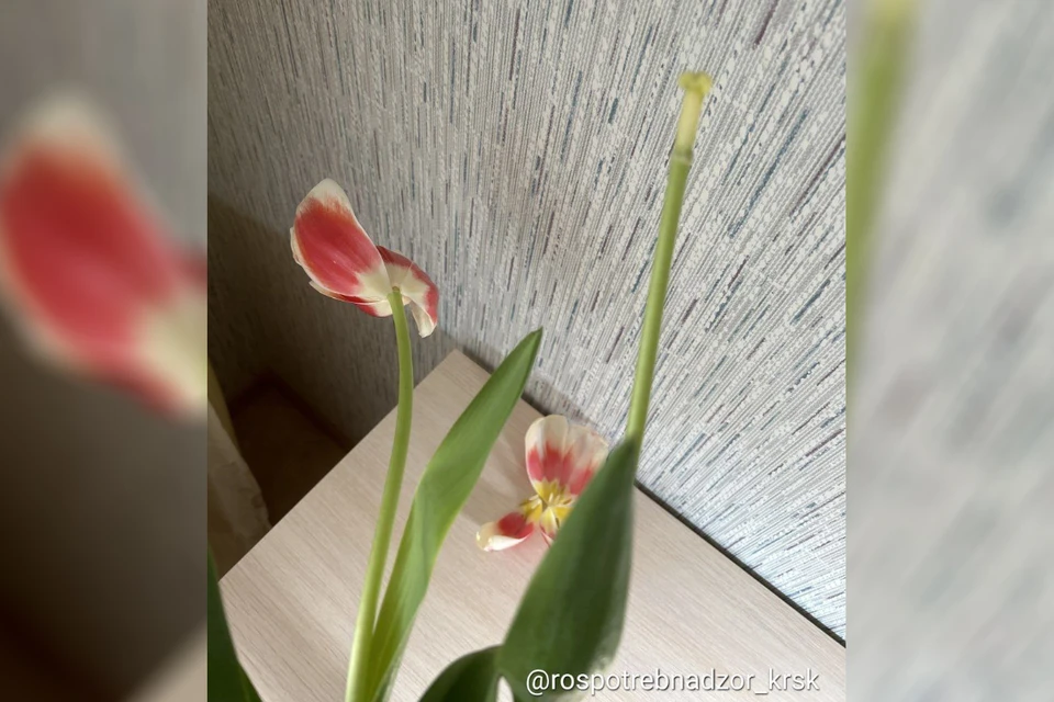 Фото: t.me/rospotrebnadzor_krsk