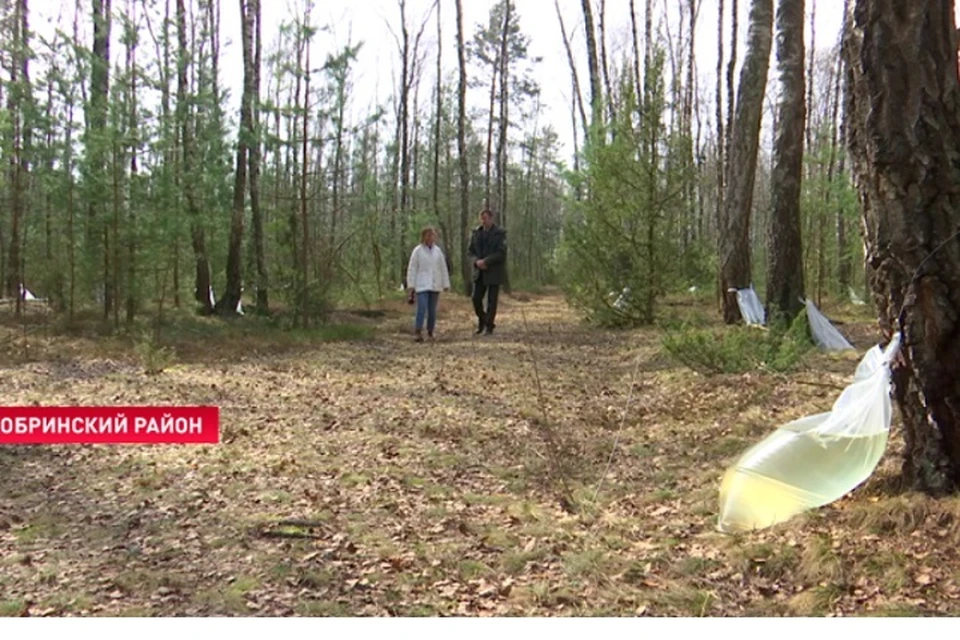 В Беларуси с февраля идет заготовка березового сока. Фото: СТВ.