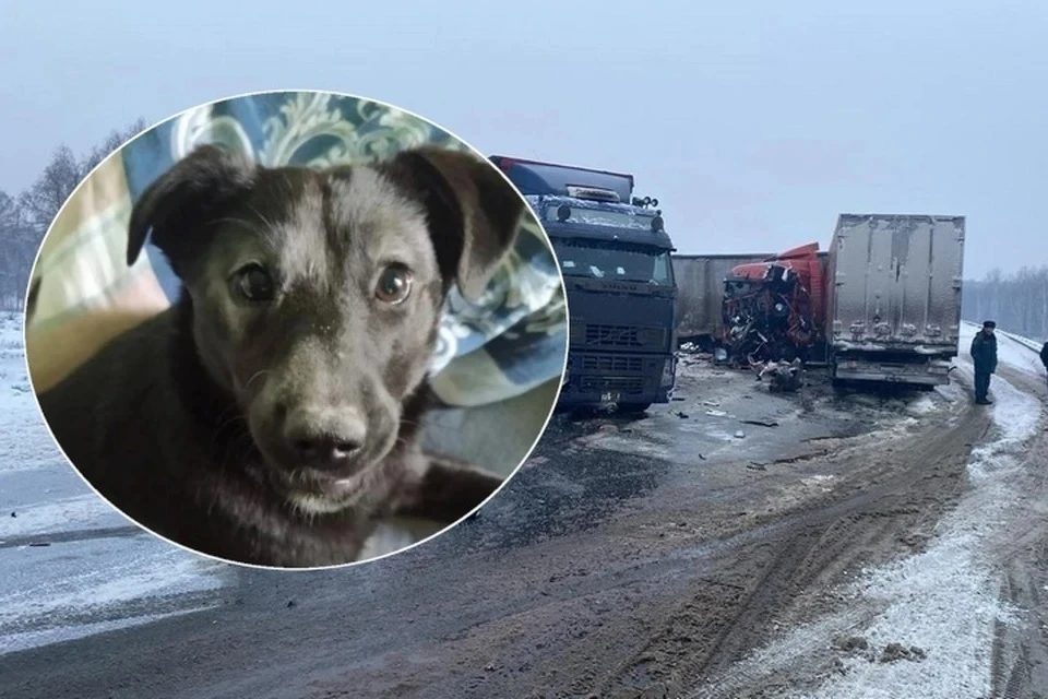 Собака потерялась после столкновения машины с фурой. Фото: ГИБДД РБ, Виктория Марченко