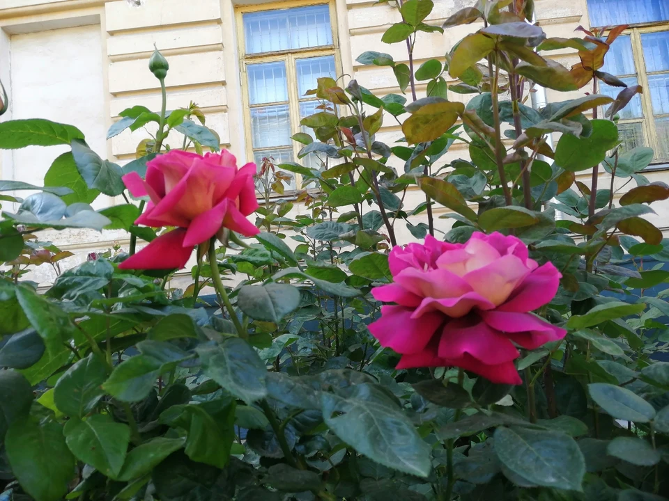 На улице Киевской в Симферополе высадят 3 тысячи кустов роз