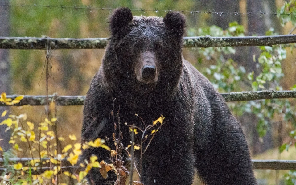 Тот самый медведь, которого криком подозвал фотограф. Фото: Сергей УСИК.