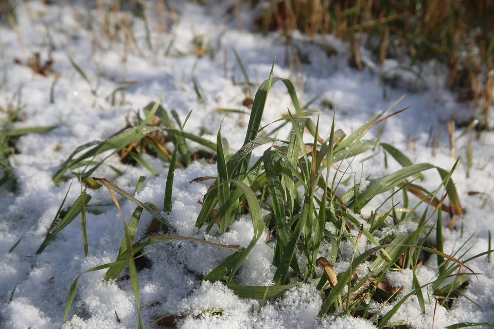 В Красноярске станет больше мест, где выкосят сухую траву