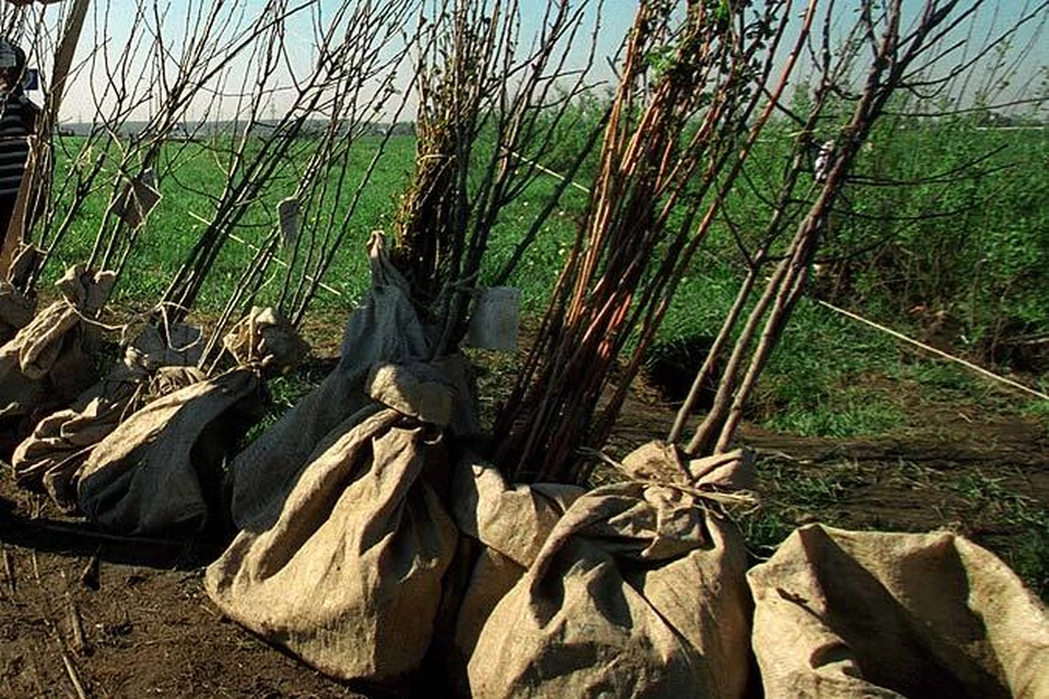 В Волгограде начали продавать саженцы и рассаду для дачников.