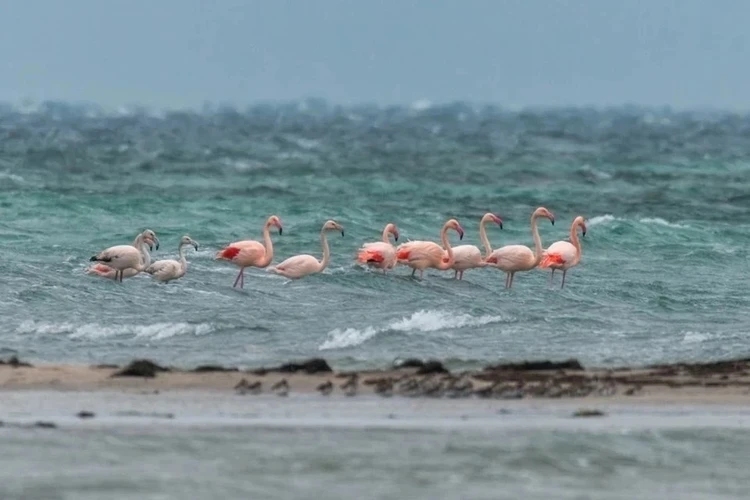 Место встречи изменить нельзя: в Крыму вновь заметили розовых фламинго