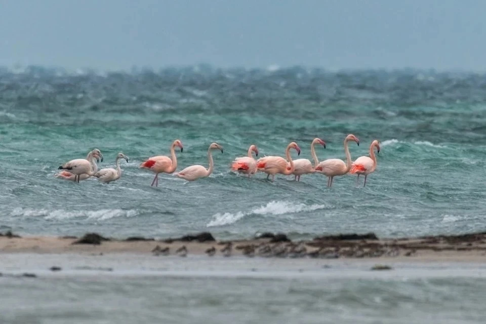 Прилет фламинго с нежно-розовым оперением в Крыму замечают не в первый раз. Фото: Вячеслав Лузанов/Вконтакте
