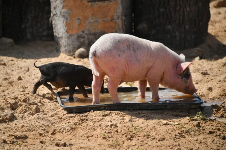 Африканскую чуму свиней выявили в Хабаровском крае