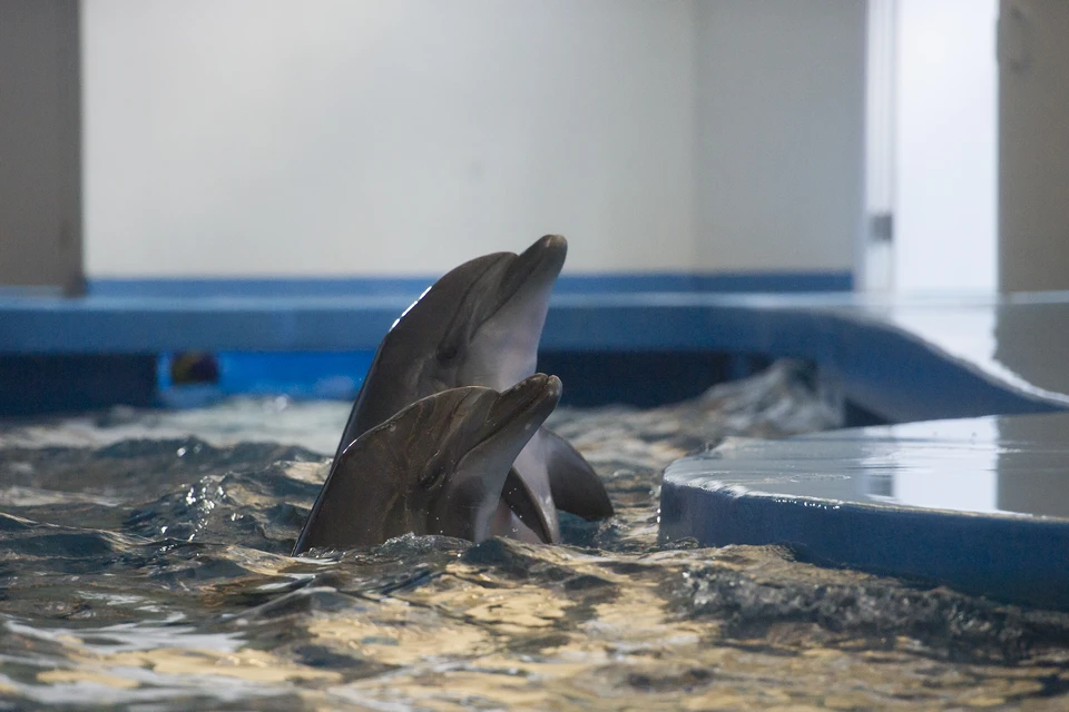 Более 100 дельфинов погибли в Краснодарском крае за неделю Фото: Алексей БУЛАТОВ