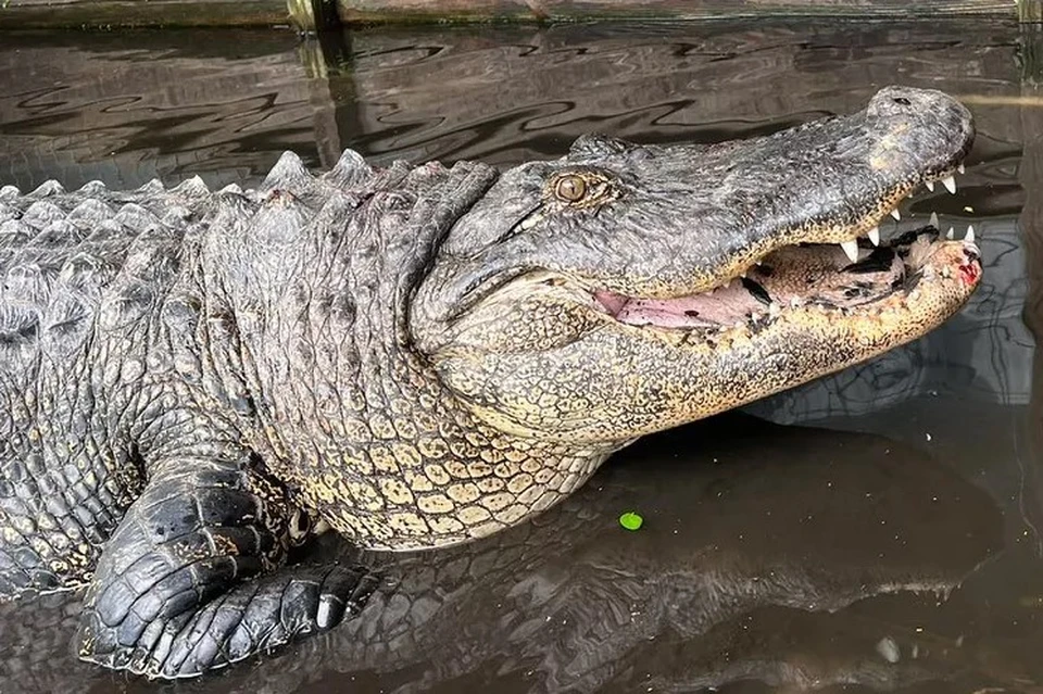 200-килограммовый Кока-Кола. Фото: пресс-служба Croc Encounters