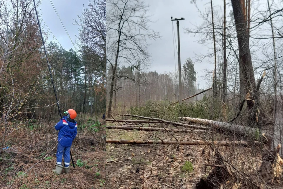 В Минэнерго сказали, что электроснабжение нарушалось из-за ветра в 256 населенных пунктах Беларуси. Фото: телеграм-канал Минэнерго Беларуси
