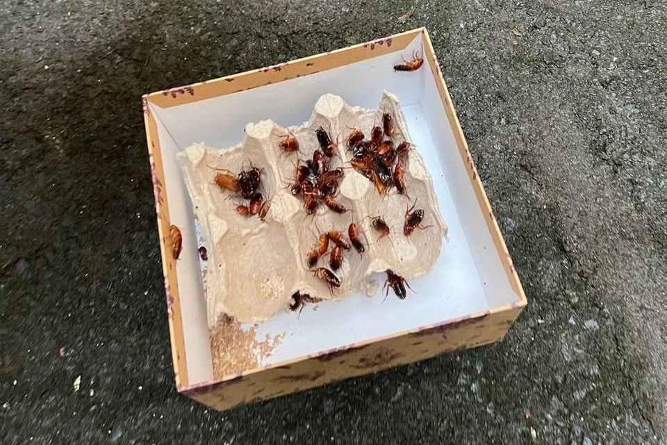 Известному фотографу Александру Петросяну прислали коробку с тараканами из-за дела учительницы, избившей его ребенка-инвалида.